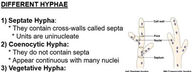 Different types of hyphae