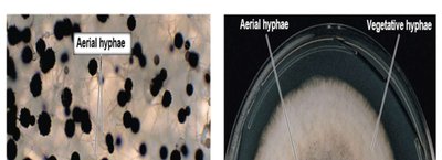 Fungal spores