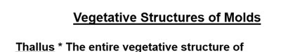 Vegetative structures of molds