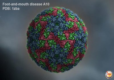 Cells of the Bacterium Streptococcus and Two Human Cheek Cells