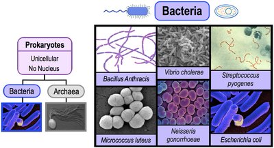 Bacterial diversity and characteristics