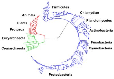 Phylogenetic tree of life