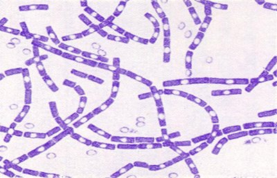 Germicidal action of ethanol concentrations against Streptococcus pyogenes