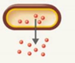 Exotoxin release diagram