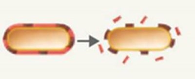 Endotoxin release diagram