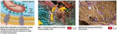 Adherence mechanisms and micrographs