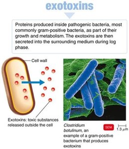 Exotoxins mechanism and Clostridium botulinum micrograph