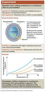 Cholesterol decreases permeability