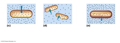 Osmosis in different cell environments