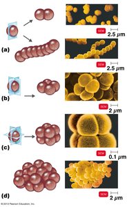 Coccus arrangements
