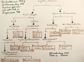 Hand-drawn dichotomous key for bacteria