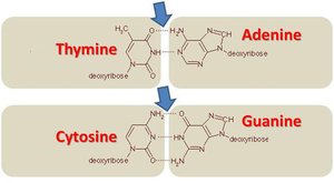 DNA base pairing diagram