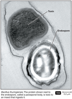 Bacillus endospore and toxin