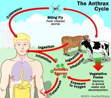 Anthrax cycle diagram