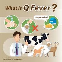 Q fever infographic