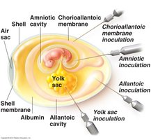 Embryonated egg inoculation