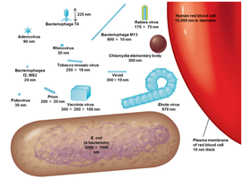 Relative sizes of viruses, bacteria, and eukaryotic cells