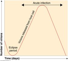 One-step growth curve of viral replication
