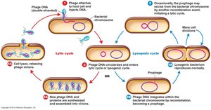 Lytic and lysogenic cycles of bacteriophage