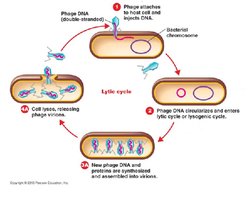 Lytic cycle of bacteriophage