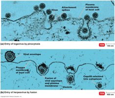 Entry of animal viruses by endocytosis or fusion
