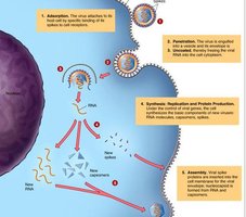 Biosynthesis and maturation of animal viruses