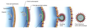 Release of enveloped viruses by budding