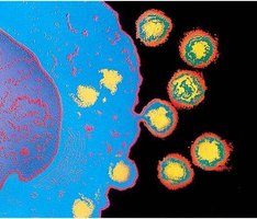 Release of enveloped viruses by budding