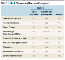 Table comparing viruses and bacteria