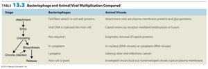 Comparison of bacteriophage and animal virus multiplication