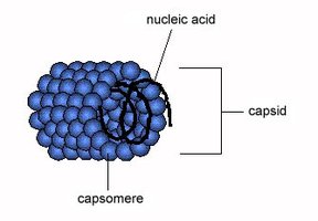 Helical virus structure