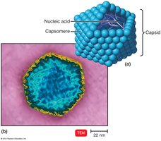 Enveloped helical virus (Ebola)