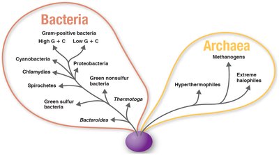 Diagram of prokaryotic species, clone, and strain