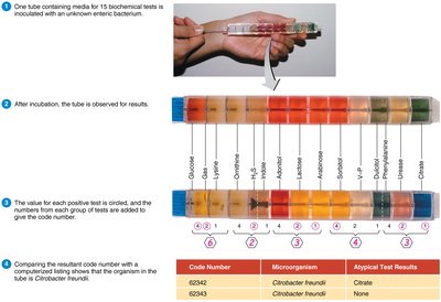 Biochemical test tube for rapid identification