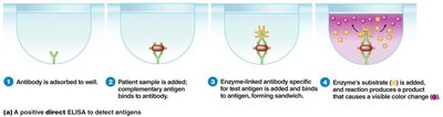 ELISA method steps