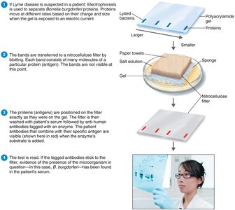 Western blotting steps