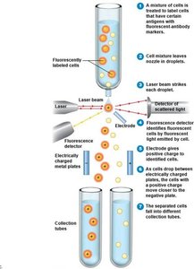 Flow cytometry process diagram