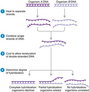 DNA-DNA hybridization steps