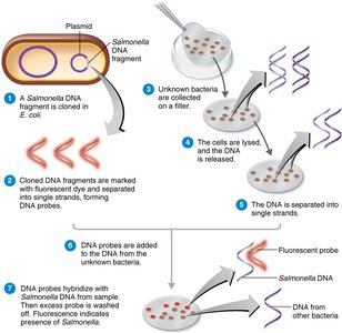 Southern blotting steps