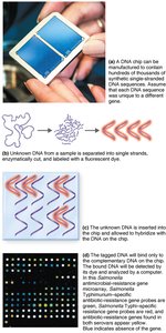 DNA chip (microarray) process