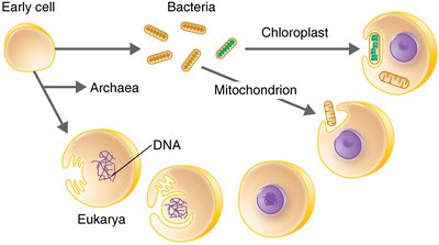 Endosymbiotic theory diagram