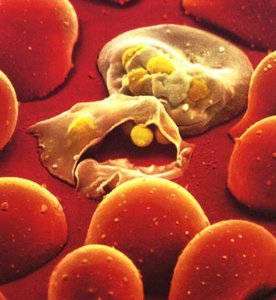 Plasmodium infecting red blood cells