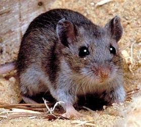 Rodent, reservoir for Yersinia pestis
