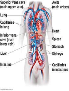 Diagram of the human cardiovascular system