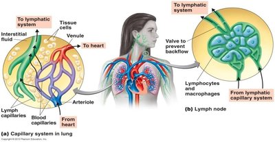 Diagram of the lymphatic system and lymph node structure