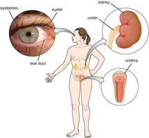 Tears and urinary tract as flushing mechanisms