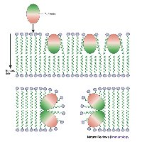 Defensin-induced membrane damage