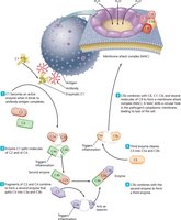 Classical complement pathway
