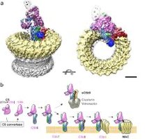 MAC complex structure