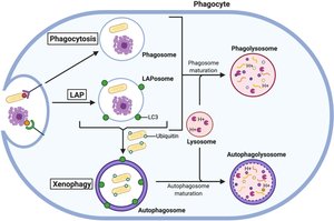 Phagolysosome formation